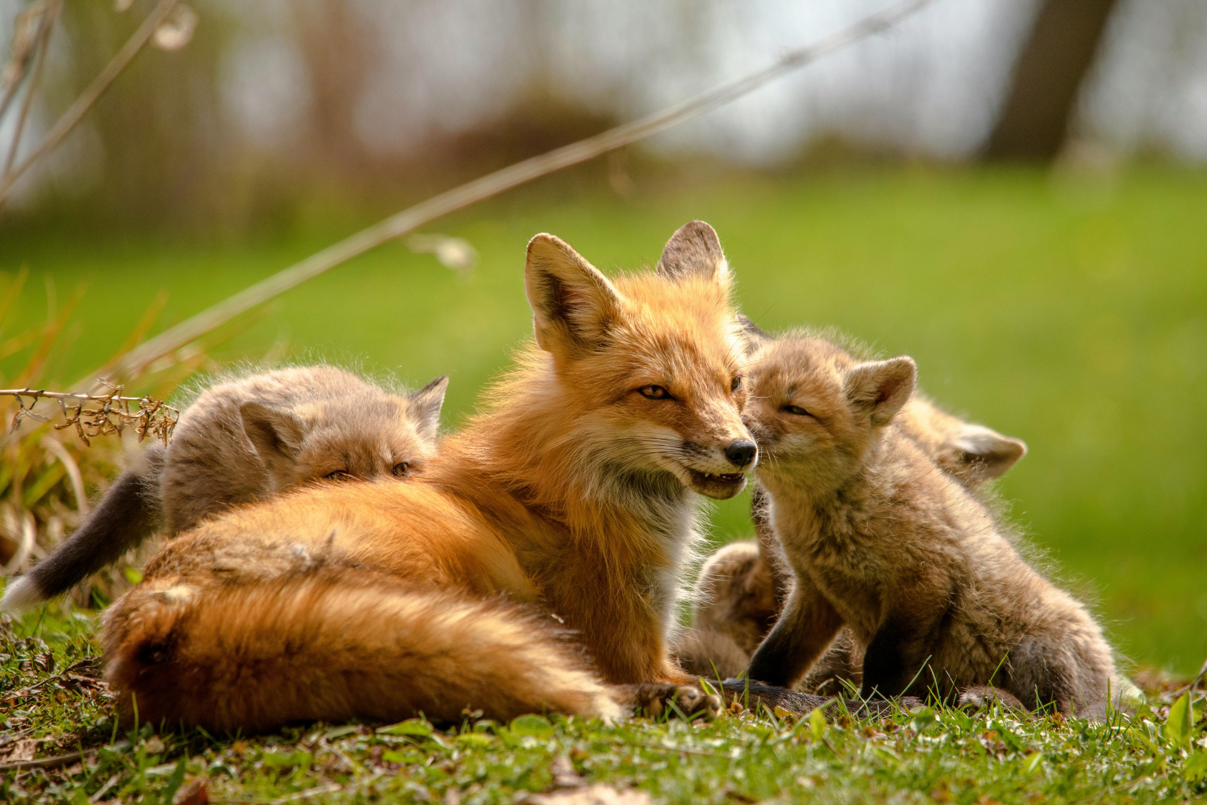 Fox with babies